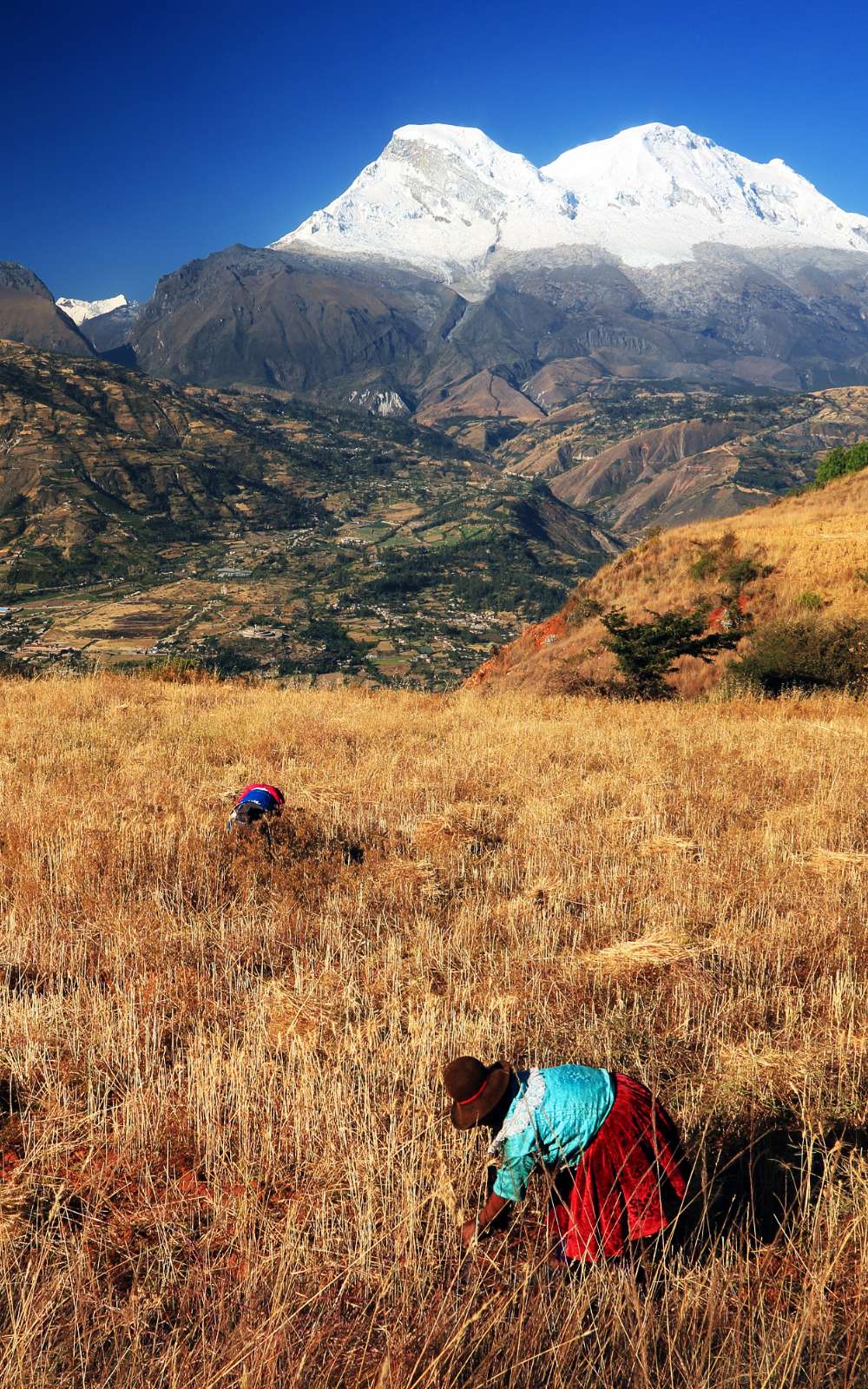 Deux personnes travaillent dans un champ doré avec de hautes montagnes enneigées en arrière-plan.
