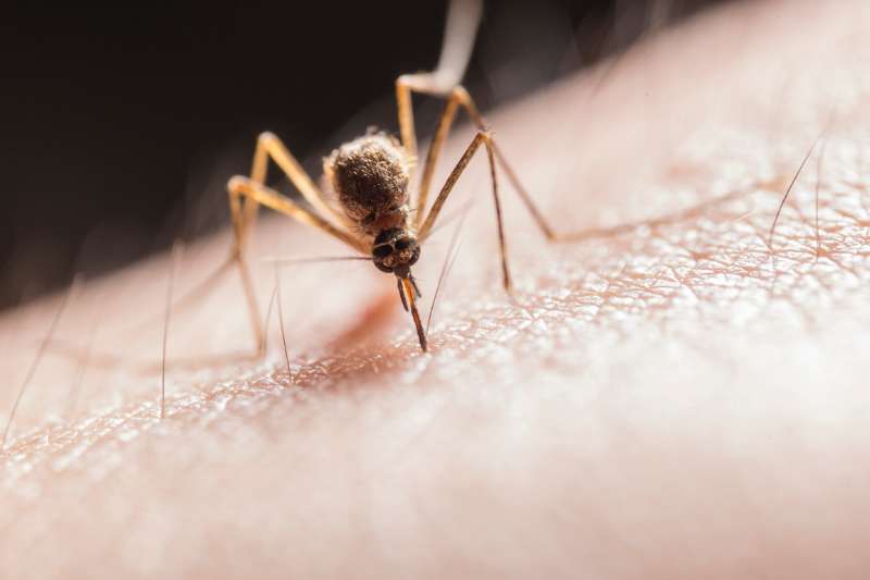 Que faire pour lutter contre les moustiques ? 9 conseils pour les chasser