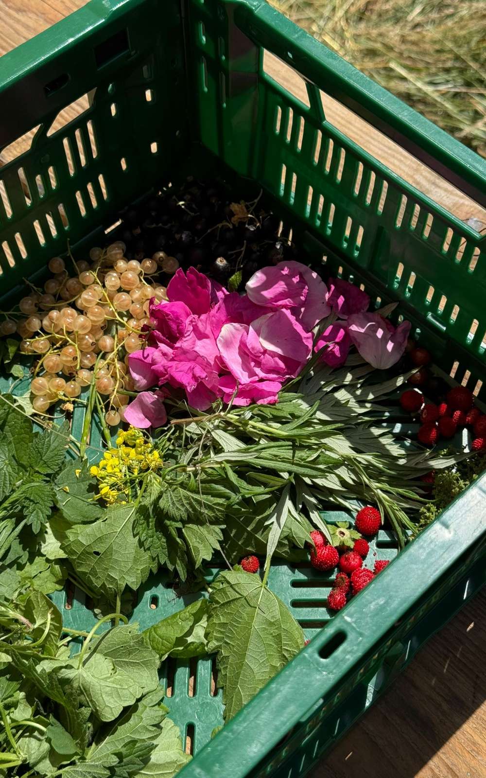 Ensemble de plantes sauvages, fleurs et baies dans une caisse en plastique verte.