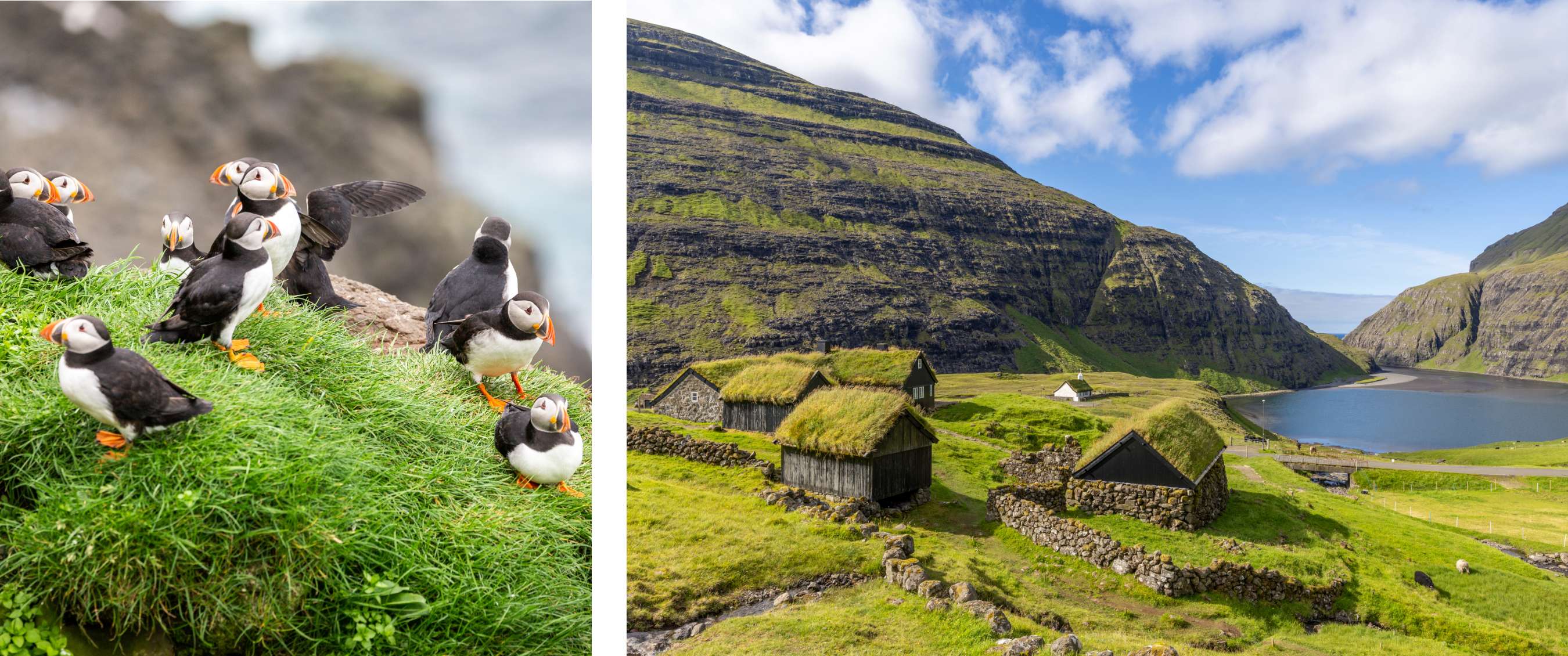Deux images : groupe de macareux sur une bordure herbeuse ; maisons au toit végétalisé dans une vallée verte.