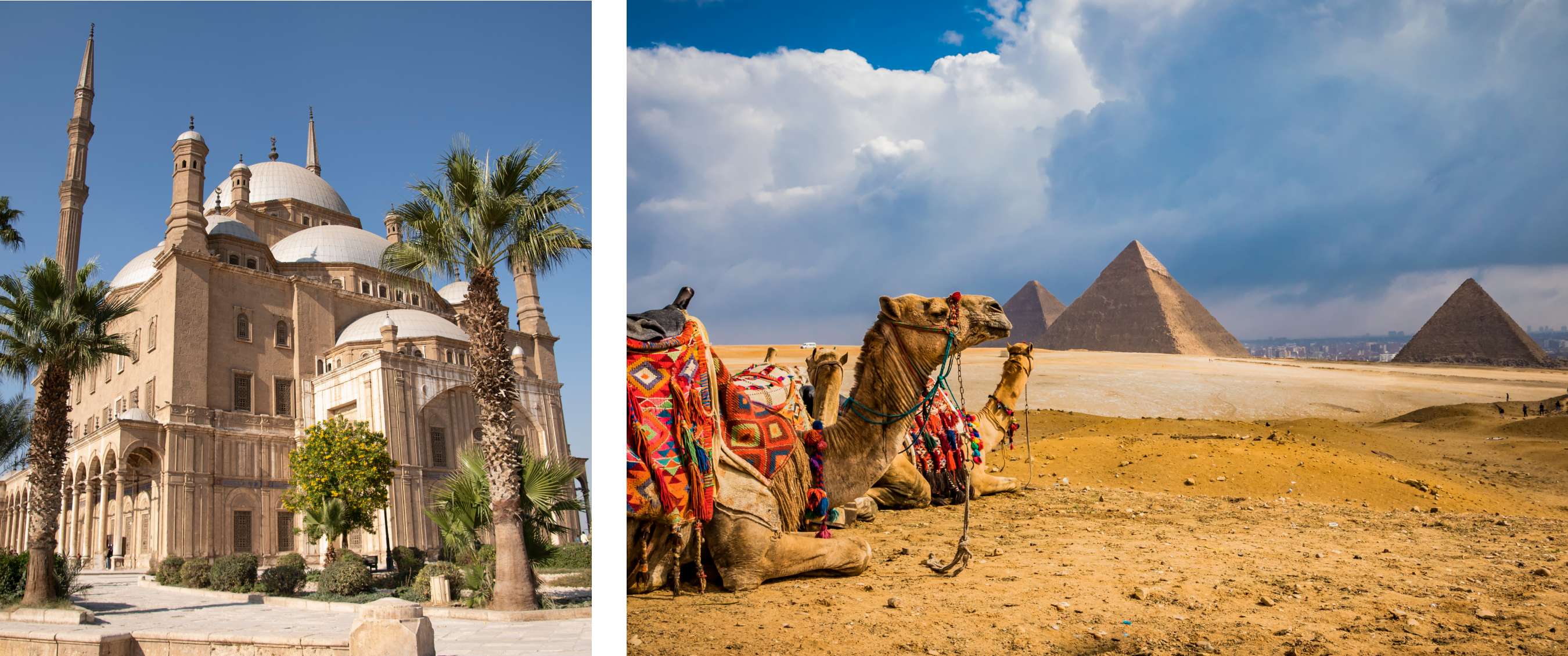 Deux images : Grande mosquée avec dômes et minarets entourée de palmiers ; chameaux allongés dans le désert avec les pyramides de Gizeh en arrière-plan.