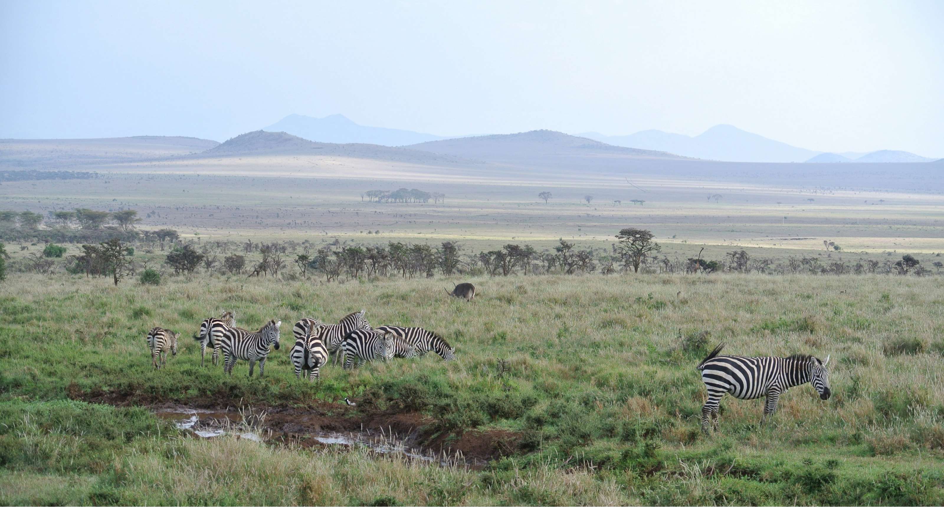 Un troupeau de zèbres broute près d'un point d'eau dans une vaste savane, avec des collines à l'horizon.