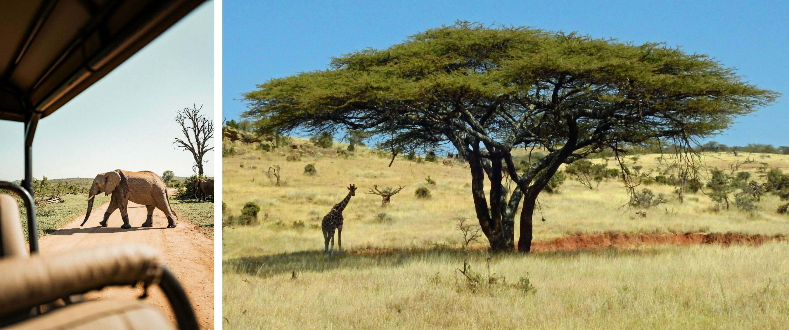 Une girafe se tient près d'un grand arbre à large cime dans une savane dorée.