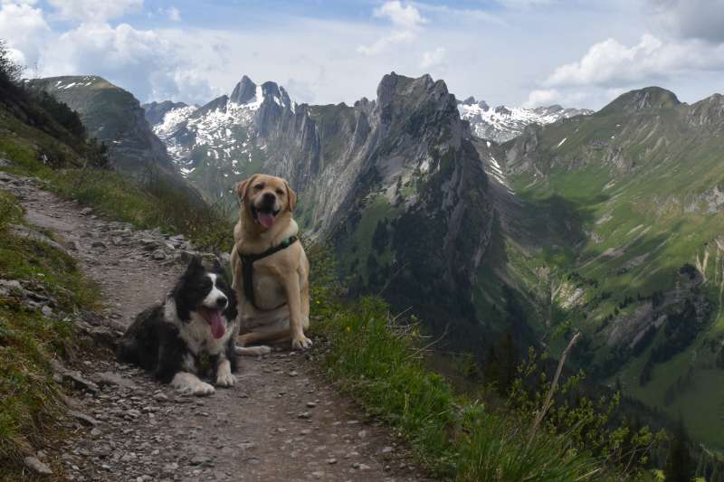 Voyager avec son chien : nos conseils