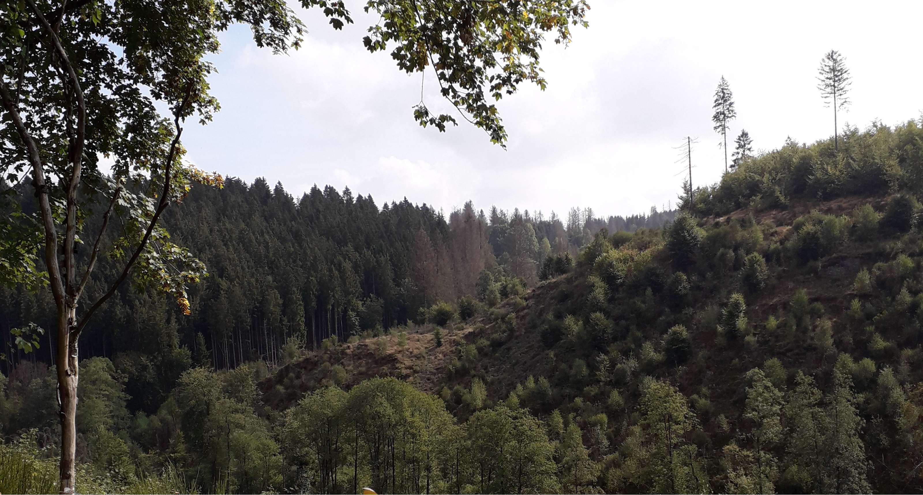 Twee beelden: mist trekt door een rotsachtig berglandschap; koe staat in een weide met bomen.