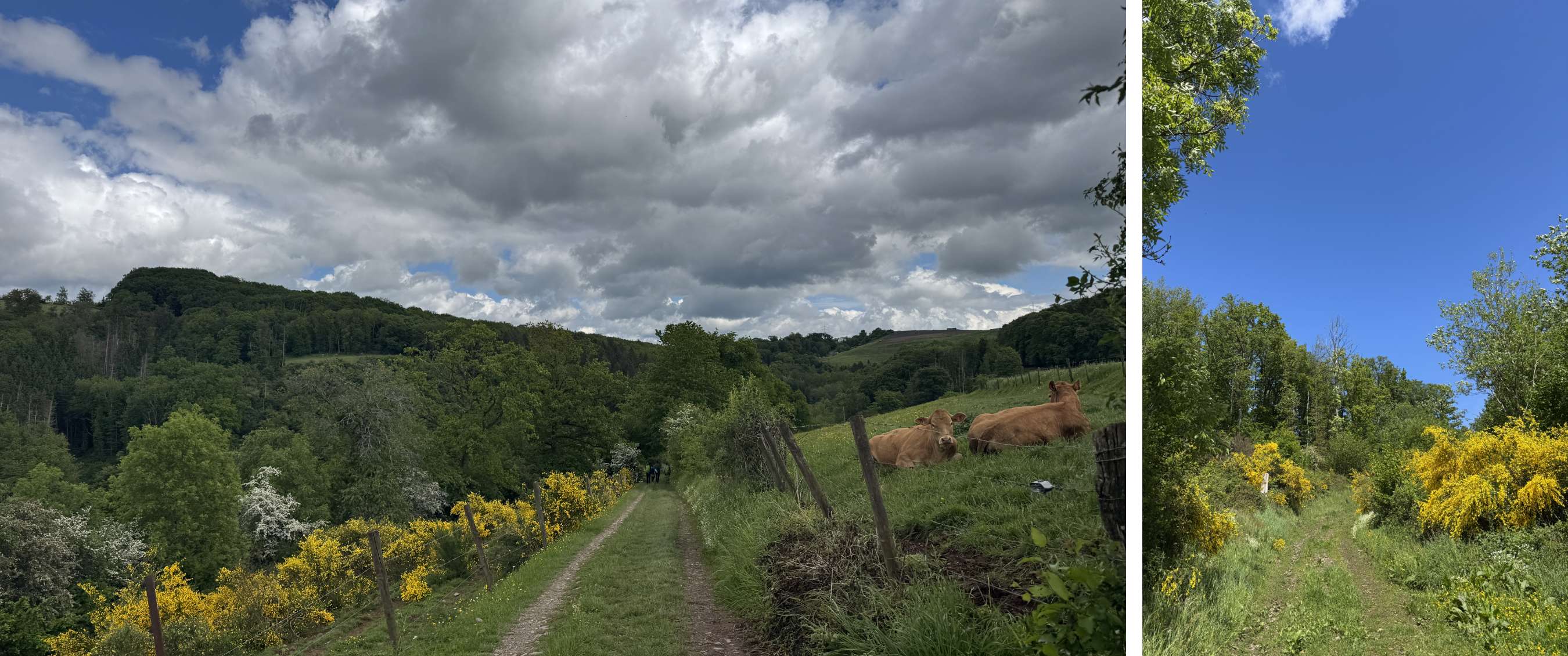 Deux images : chemin avec vaches sous un ciel nuageux ; sentier herbeux entre fleurs jaunes et arbres