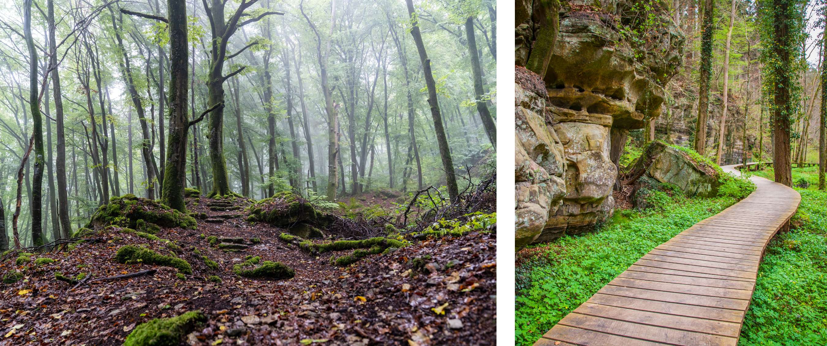Deux images : sentier forestier avec racines et mousse dans une forêt brumeuse ; passerelle en bois le long de rochers et de verdure