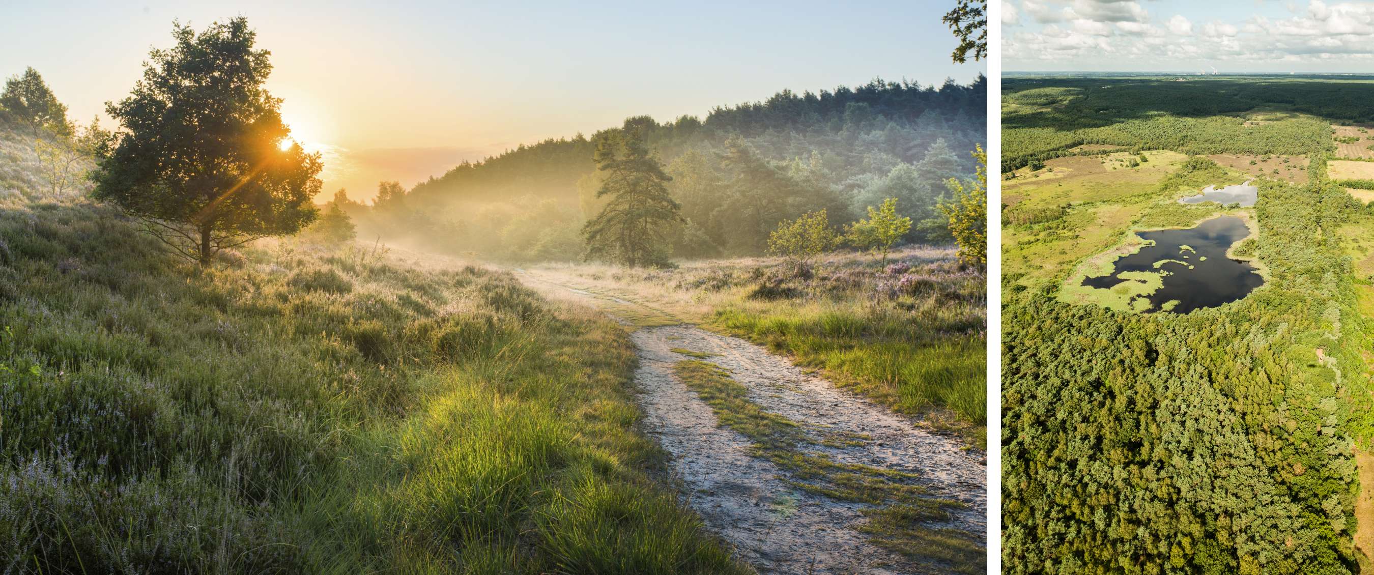 Sentier sinueux entre herbes et landes dans une douce lumière avec de la brume.