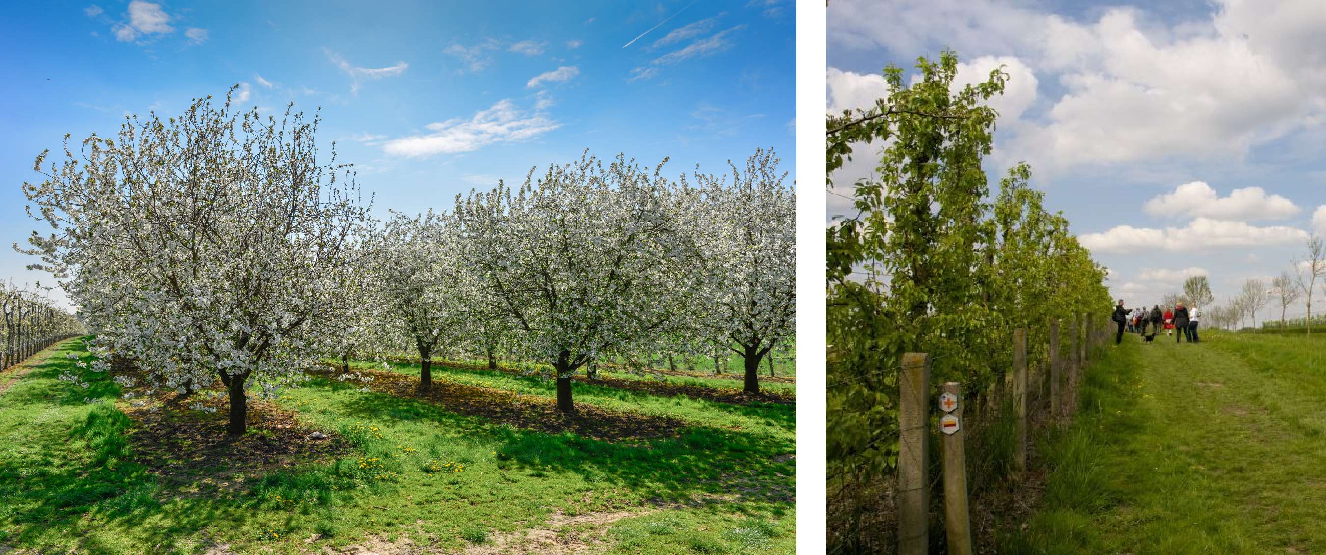 Deux images : arbres fruitiers en fleurs dans un verger sous un ciel bleu, et un sentier herbeux le long de jeunes arbres avec des randonneurs au loin.