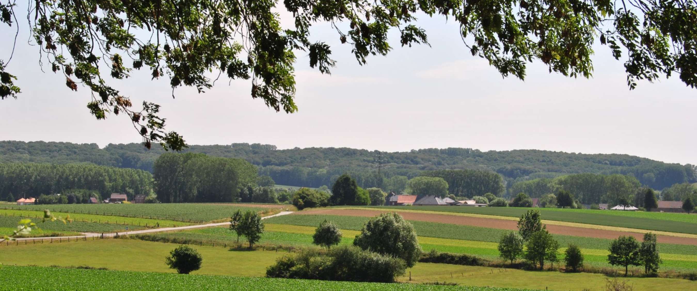 Paysage agricole avec des parcelles cultivées, des rangées d’arbres et des collines boisées au loin.