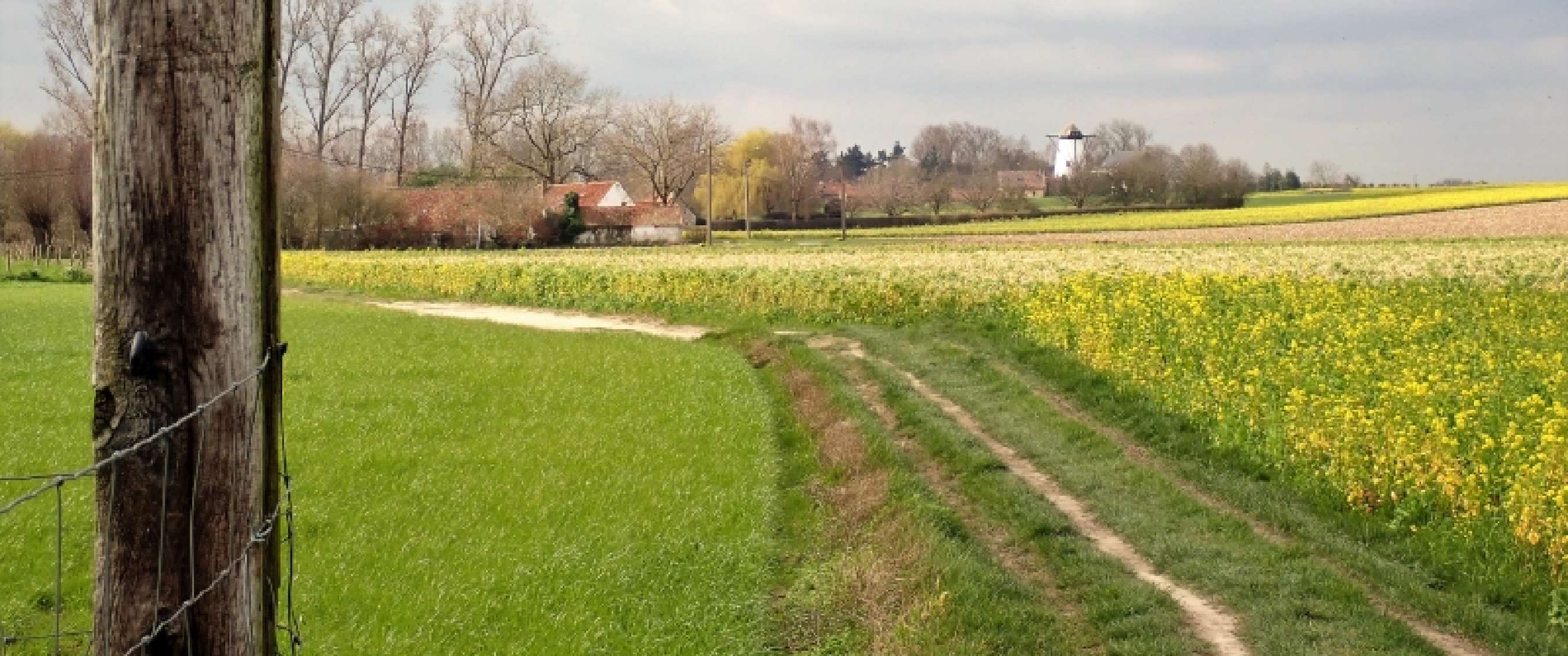 Chemin de terre longeant des champs verts et des cultures jaunes en fleurs avec des fermes au loin.