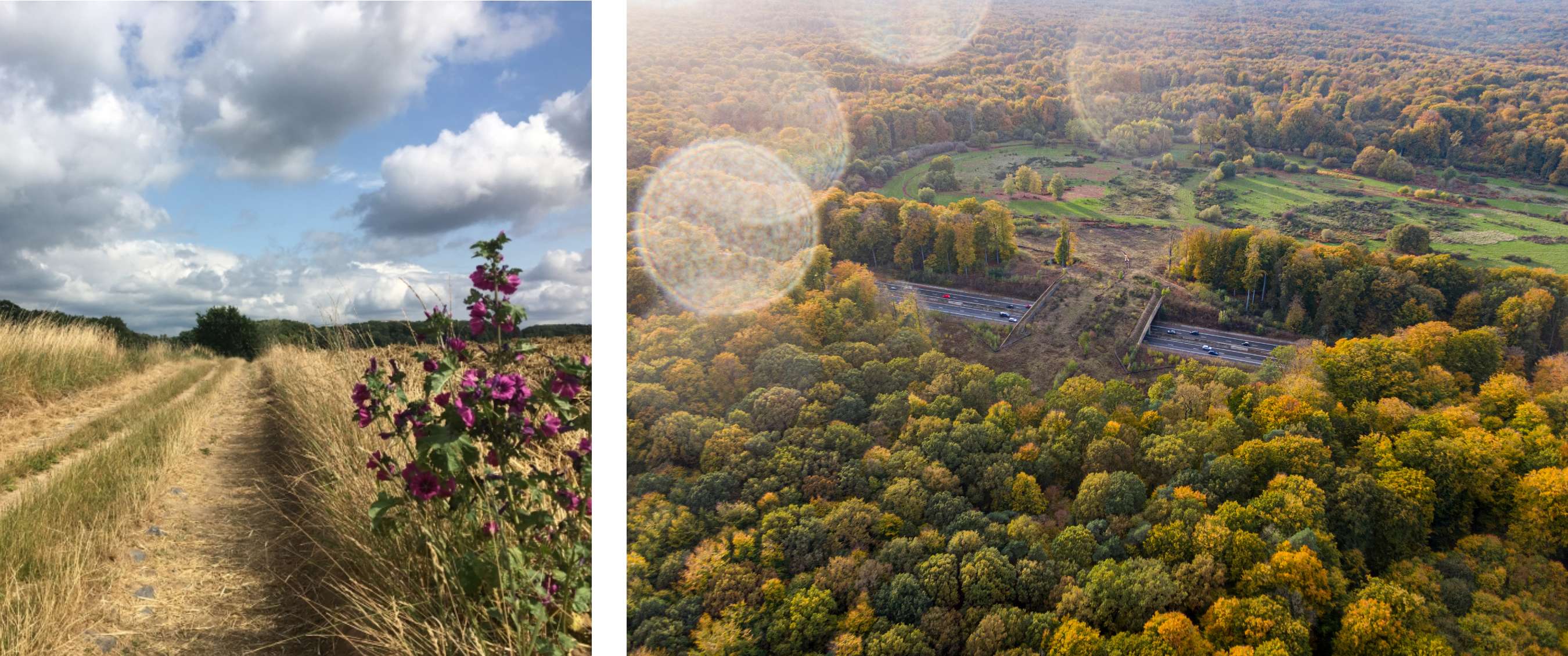 Deux images : sentier non pavé à travers des herbes sèches avec des fleurs violettes sous un ciel nuageux, et vue aérienne d’un paysage forestier aux couleurs d’automne avec une route.