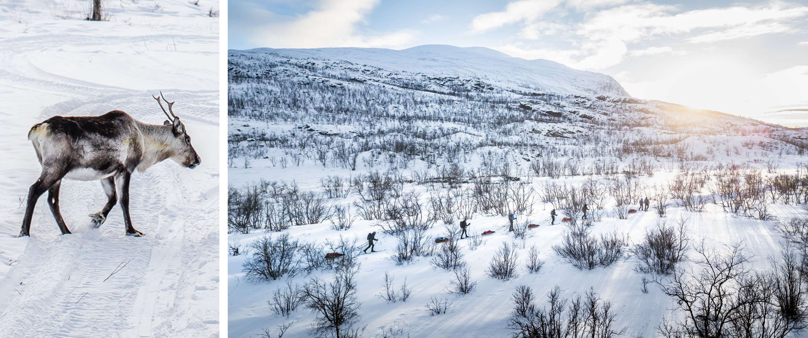 Deux images : renne marchant dans la neige ; groupe avec traîneaux dans un paysage de montagne enneigé.