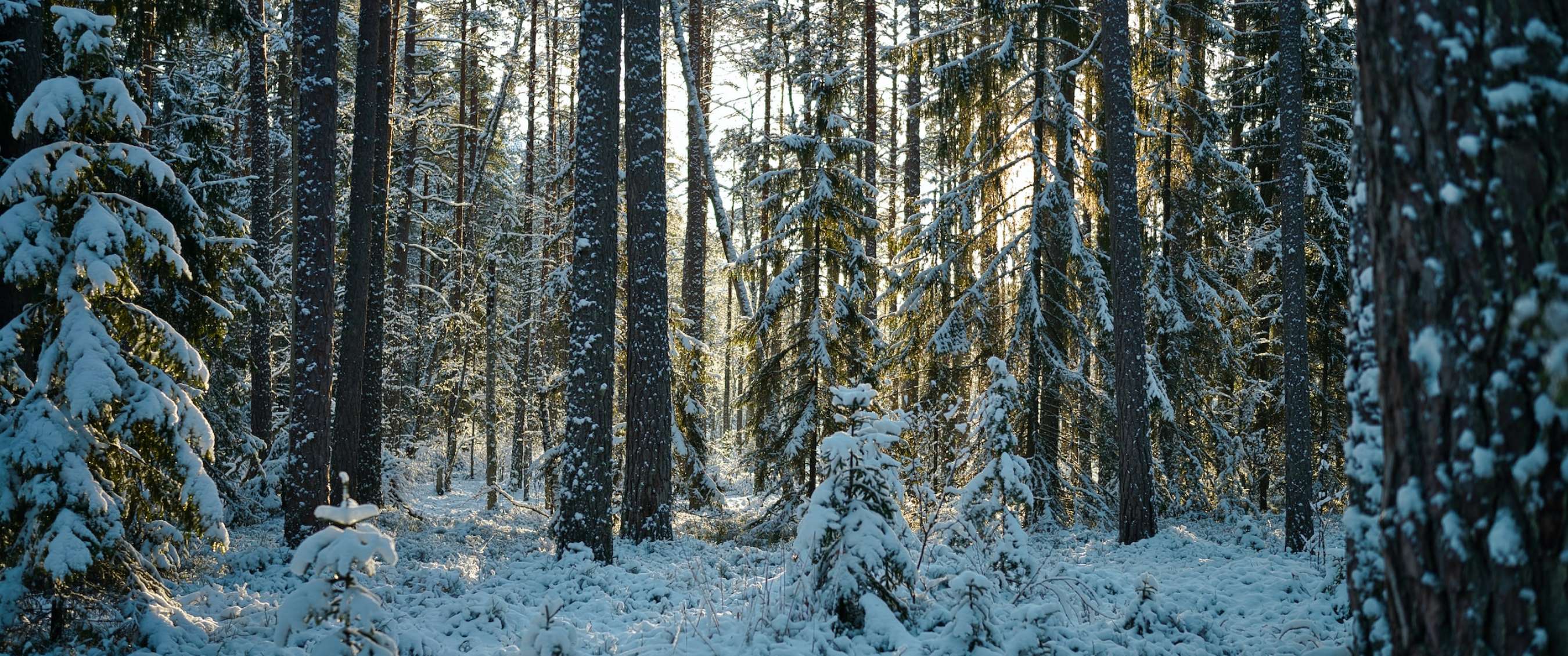 Paysage forestier calme en hiver avec de la neige au sol et une lumière dorée.