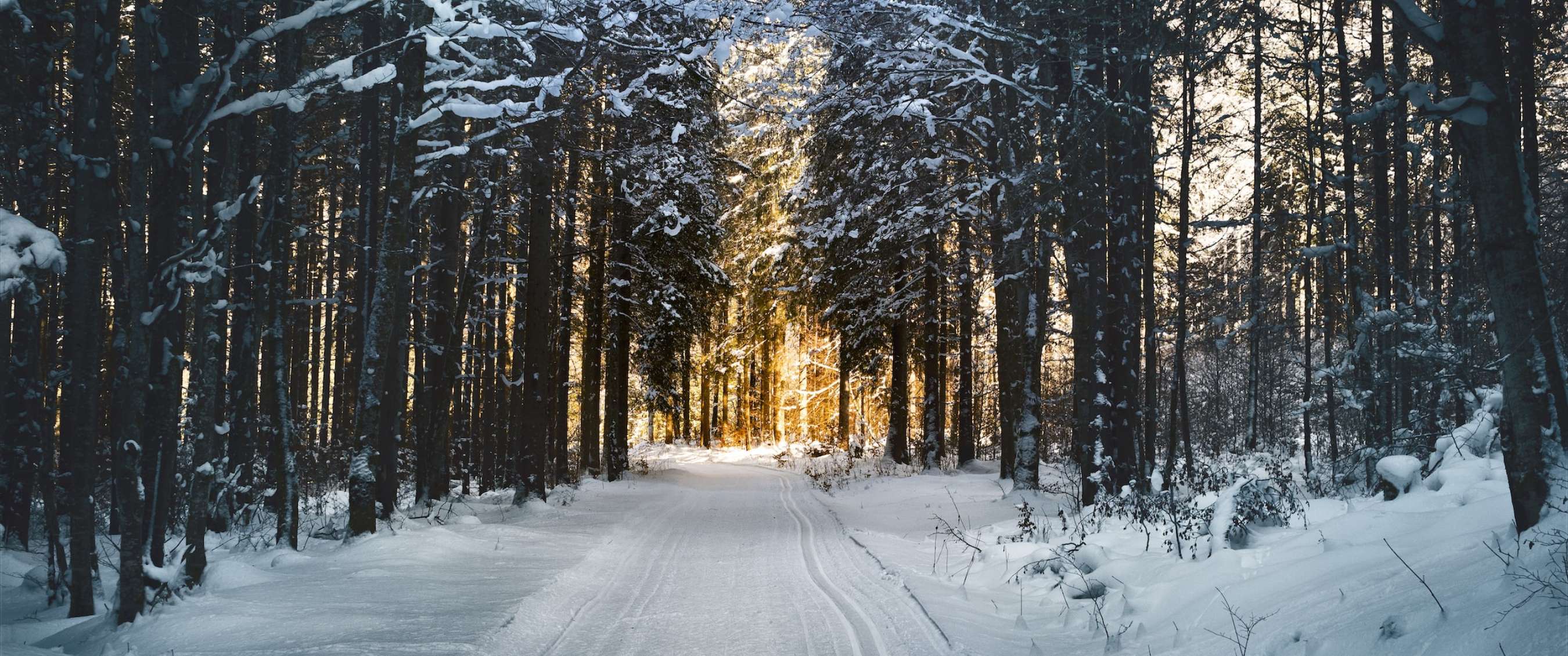 Sentier forestier enneigé entre de grands arbres en hiver