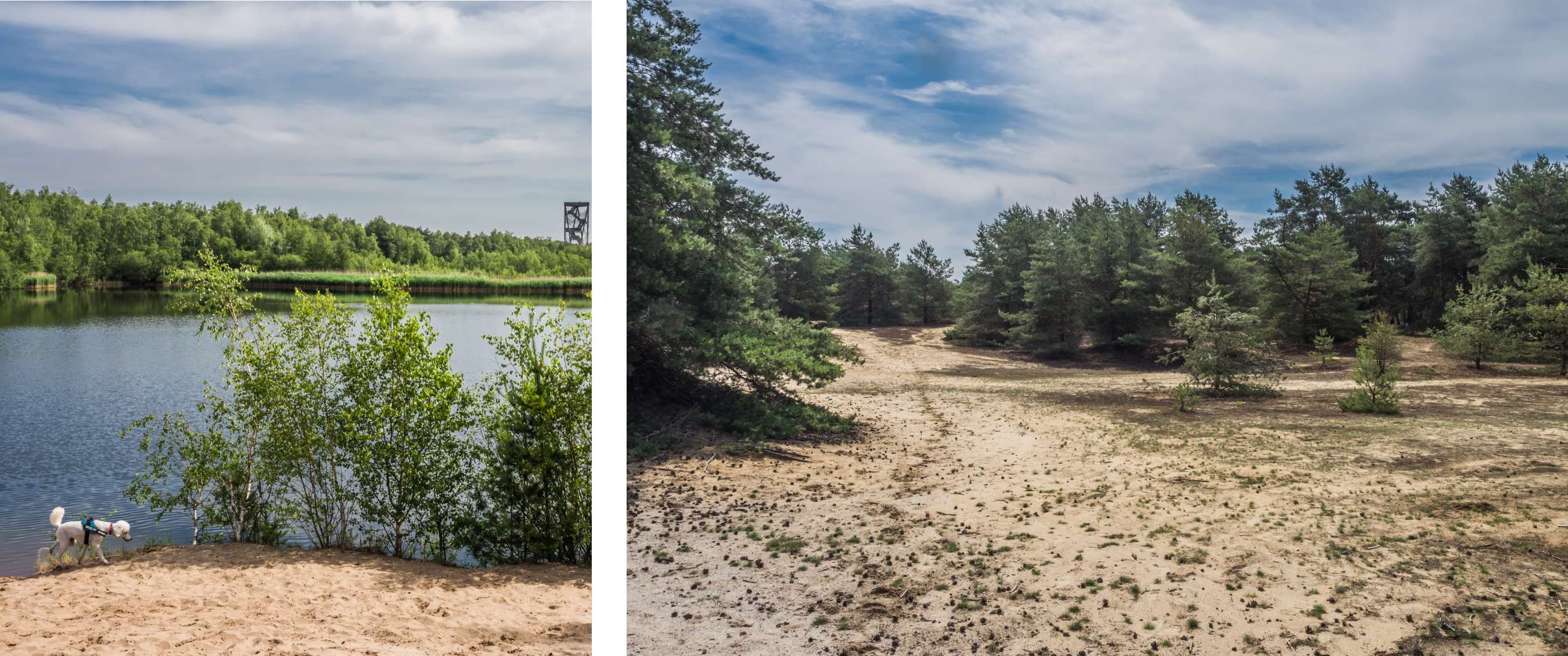 Deux images : chien au bord sablonneux d’un lac ; étendue de sable avec pins.